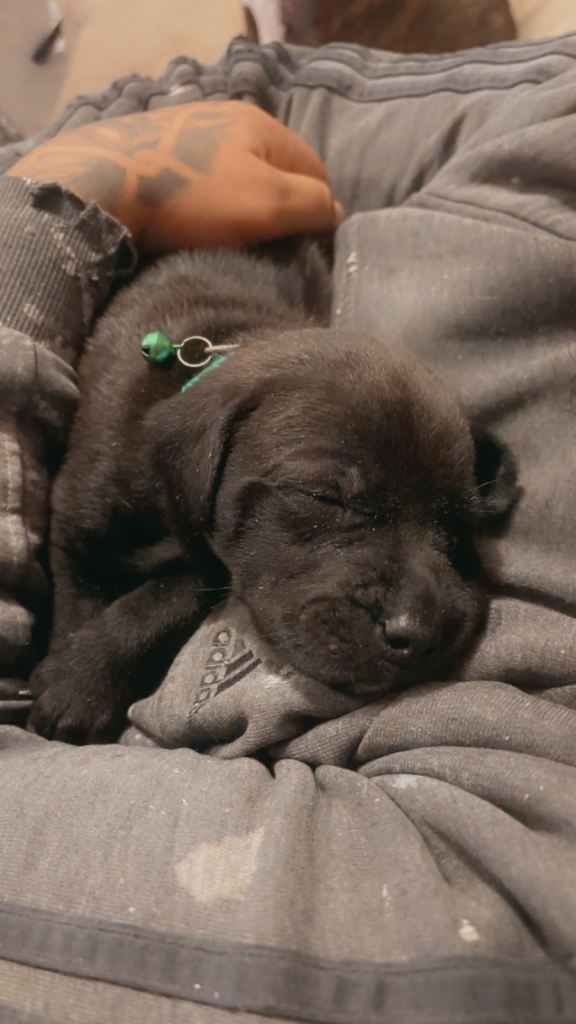 Beautiful Staffador puppies age 4 weeks 