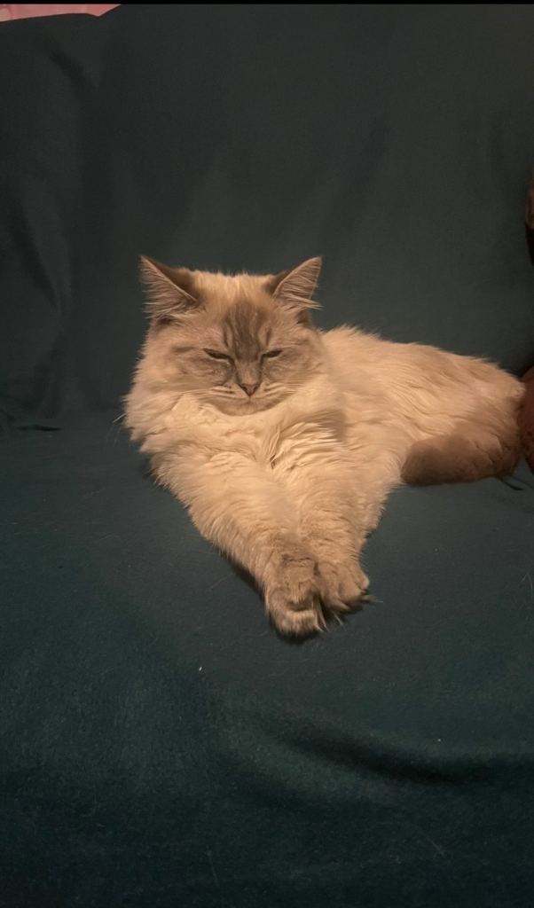 Gorgeous pure lynx Ragdoll