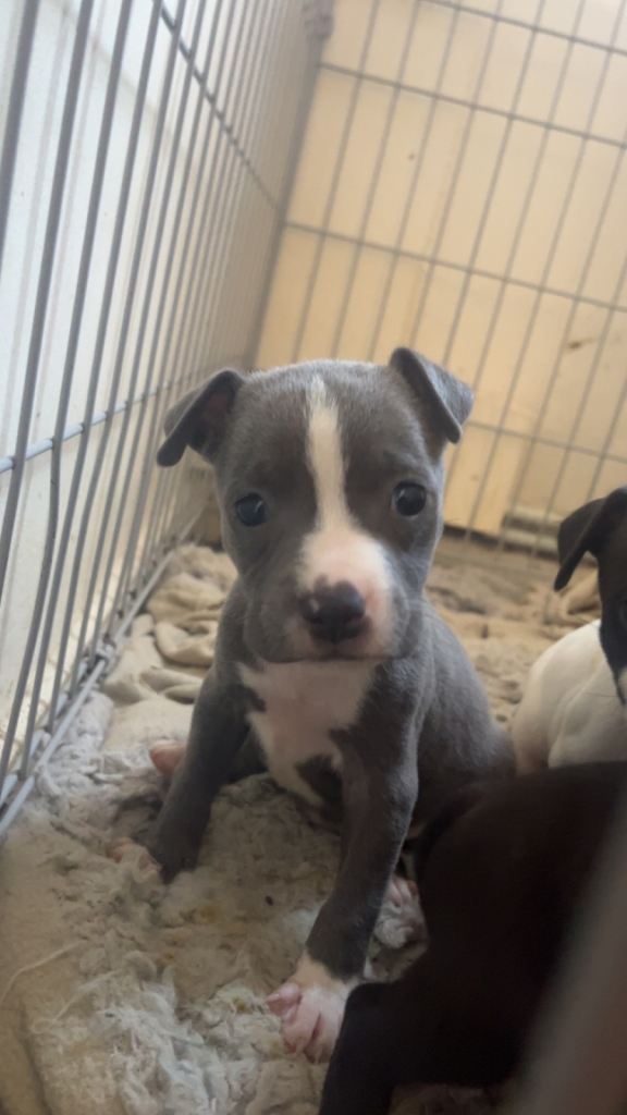 Staff puppies 