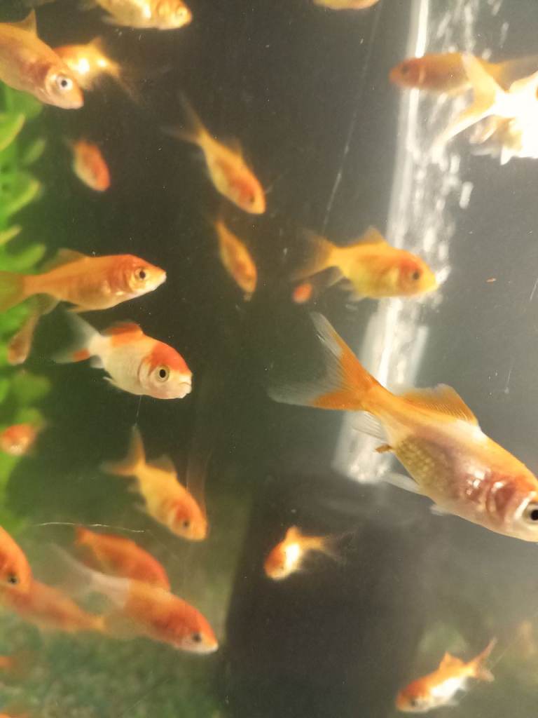 Long Fin Goldfish 