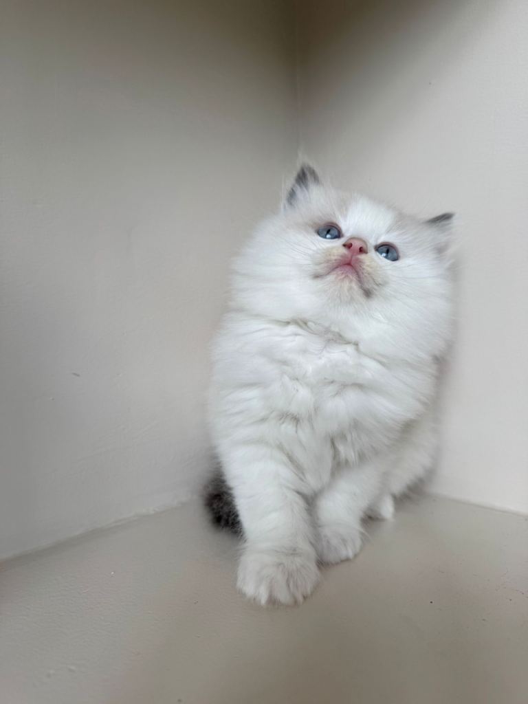 *only 2 left. Ragdoll Kittens for sale
