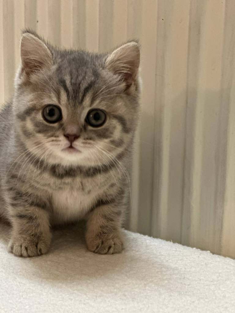 British Shorthair Kitten