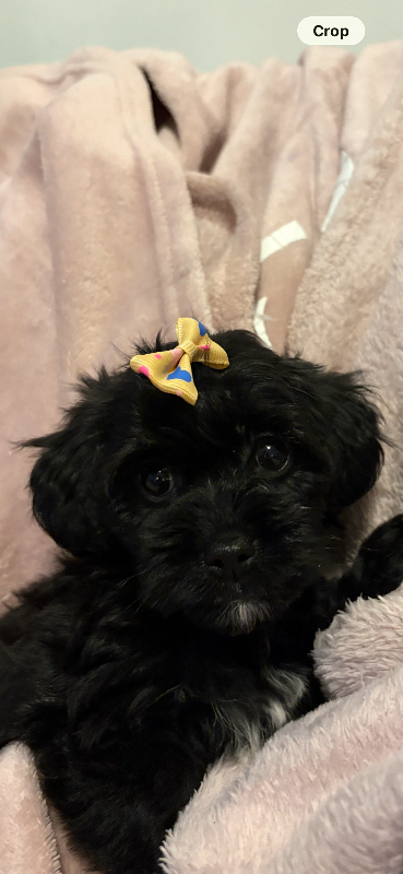 Rare little chipoo puppies 