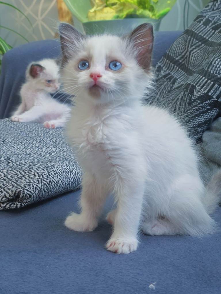 Ragdoll 2xmale chocolate point and chocolate bi colour