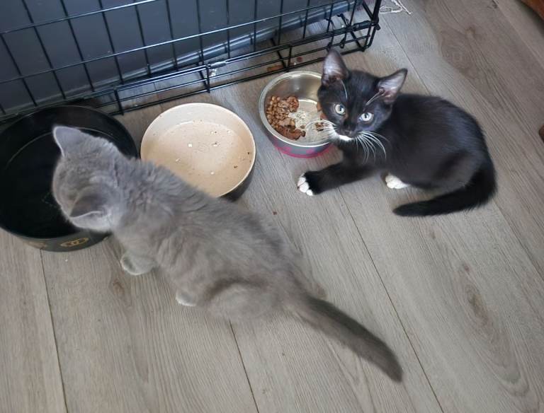 4 kittens for sale boys and girls