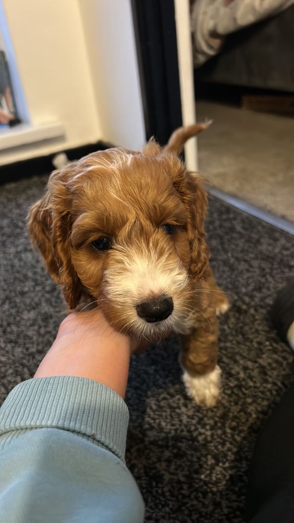 Cockapoo puppies