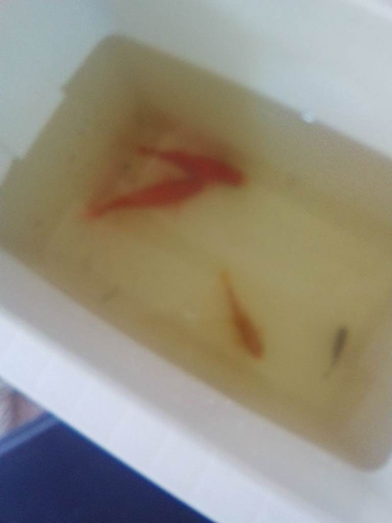 Goldfish