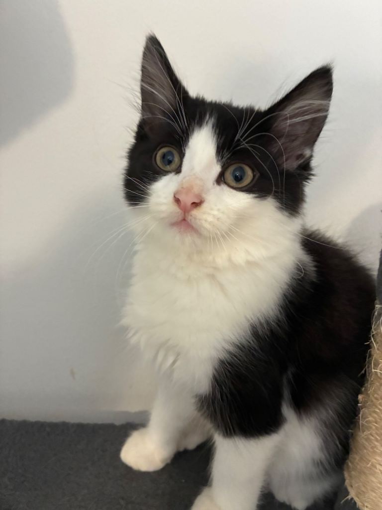 Four 12 week old kittens for sale