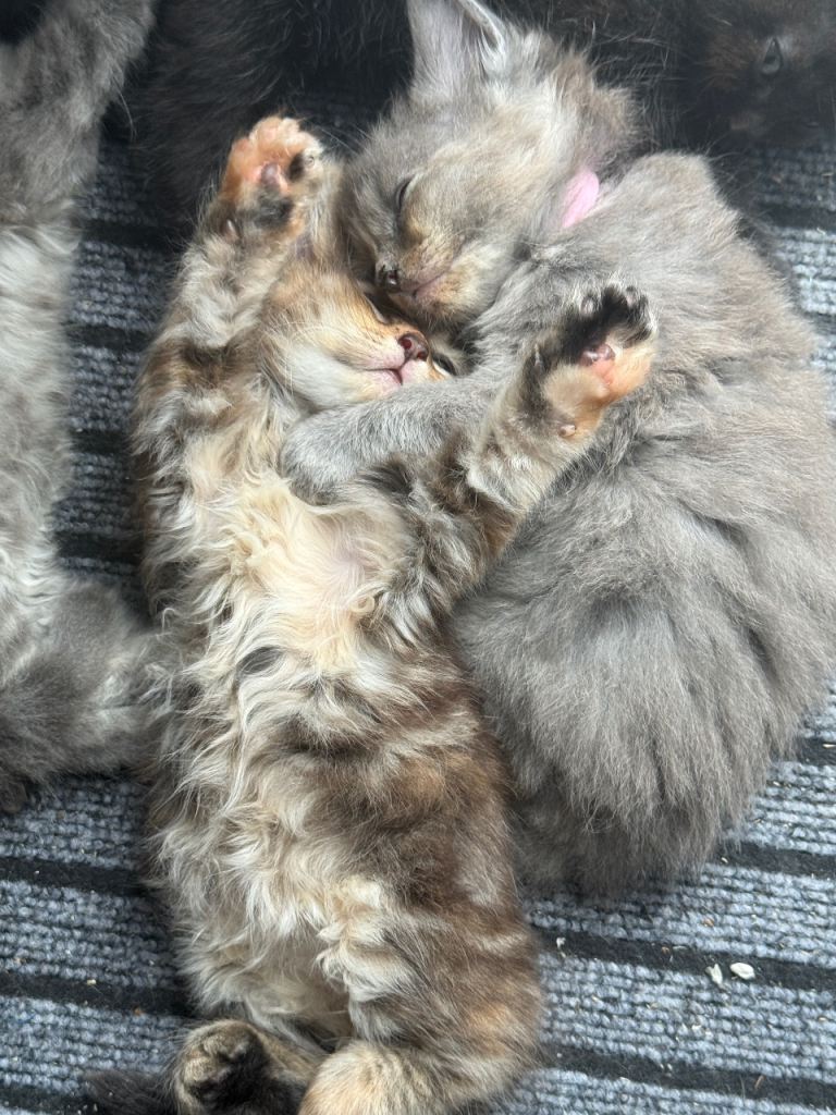 2 beautiful black boys Maine Coon x