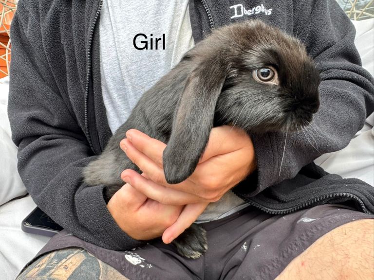 French lop female bunny ready now! 