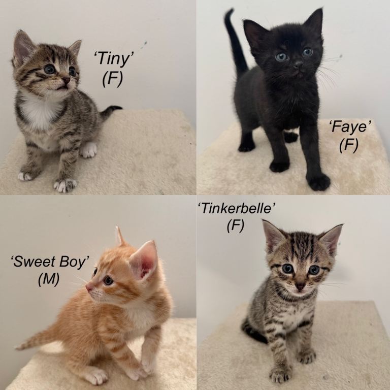 Paw Parents Wanted