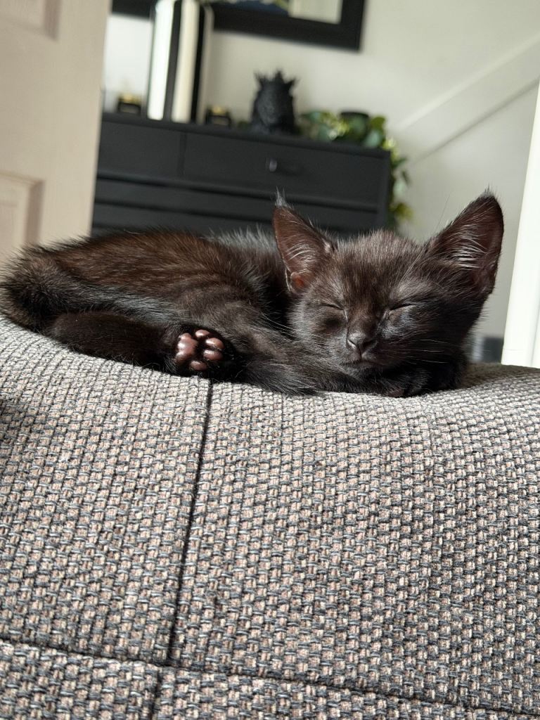 Kitten for sale 