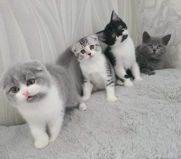 Beautiful British Shorthair Kittens - Looking for Loving homes