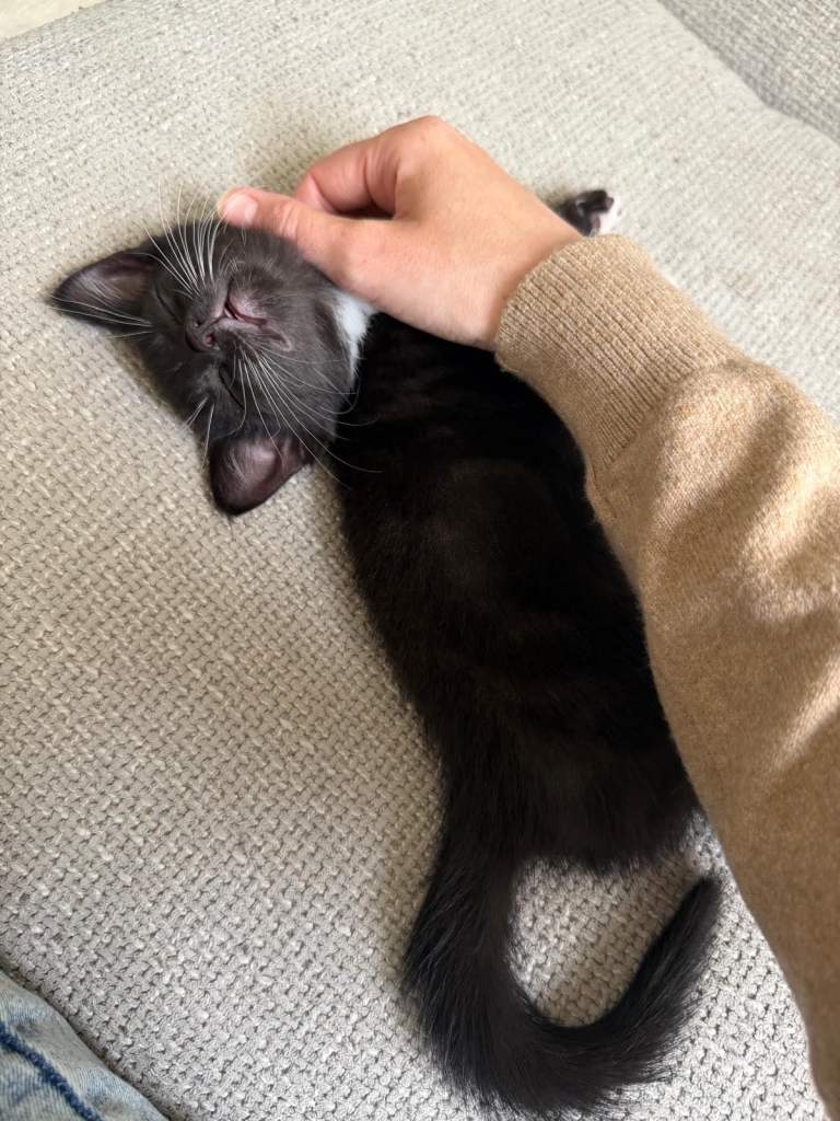 Kitten for sale
