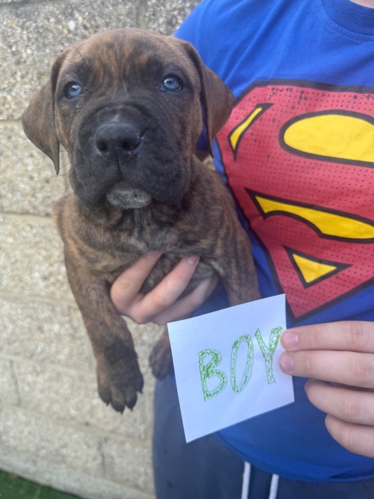 Cane Corso x Presa Canario Puppies