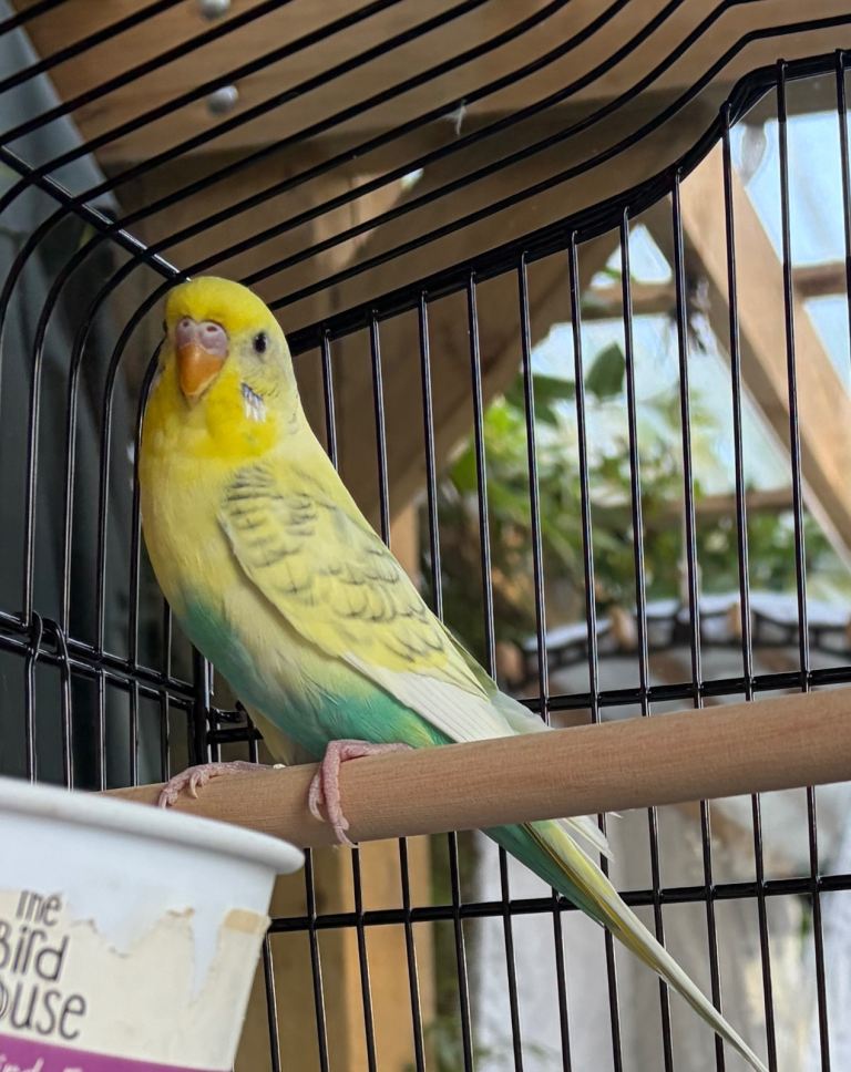 Young female budgie
