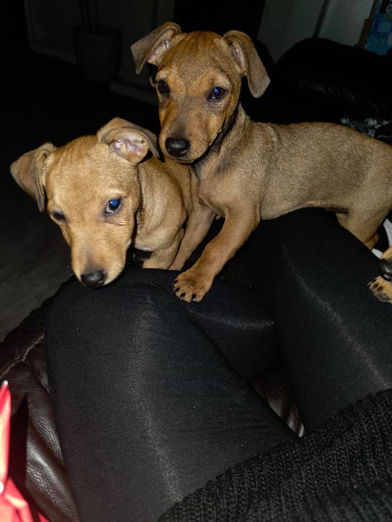 Jack russell puppies