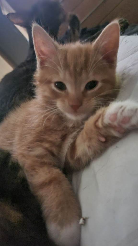 3 Kittens looking for a home