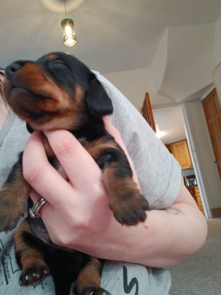 Miniature dachshund puppy
