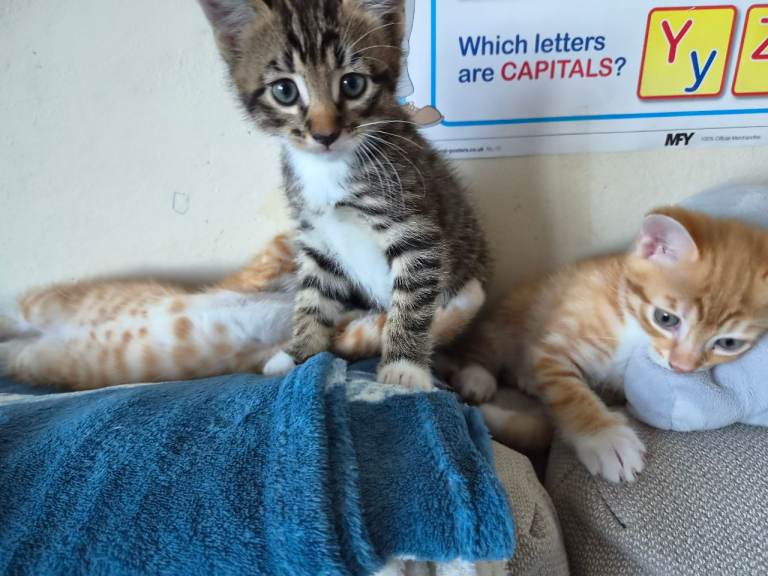 Adorable Kitten Looking for Loving Homes  