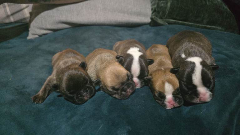 French bulldog puppies