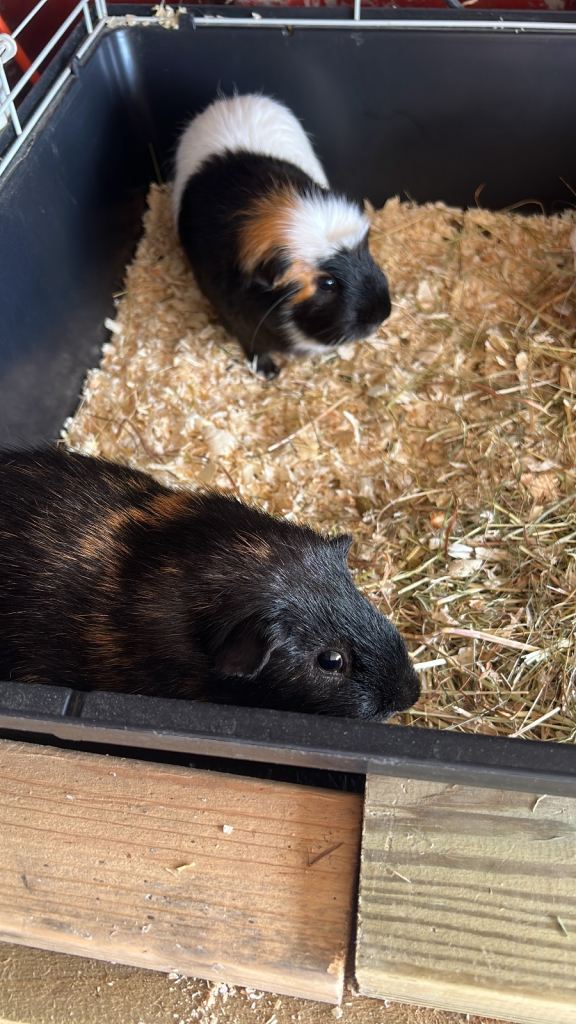 Male guinea pigs 