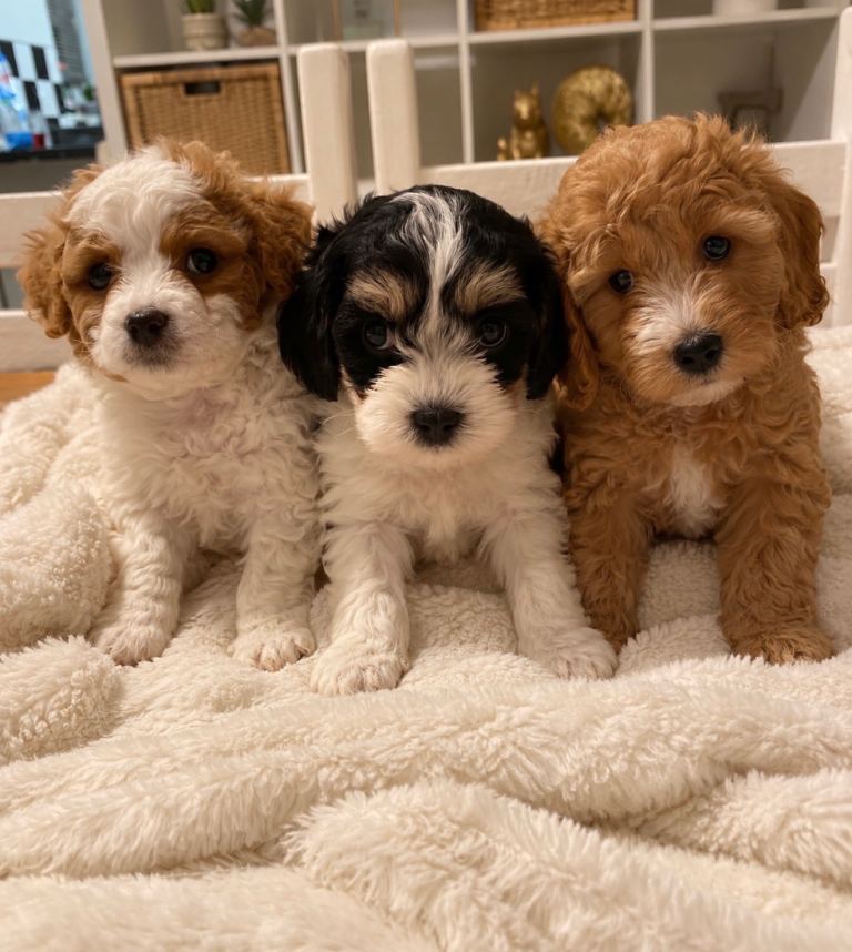 🐾💕 RARE MARKINGS – STUNNING CAVAMALTIPOO PUPPIES💕🐾