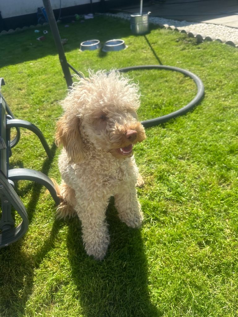 cream boyminsture  poodle 