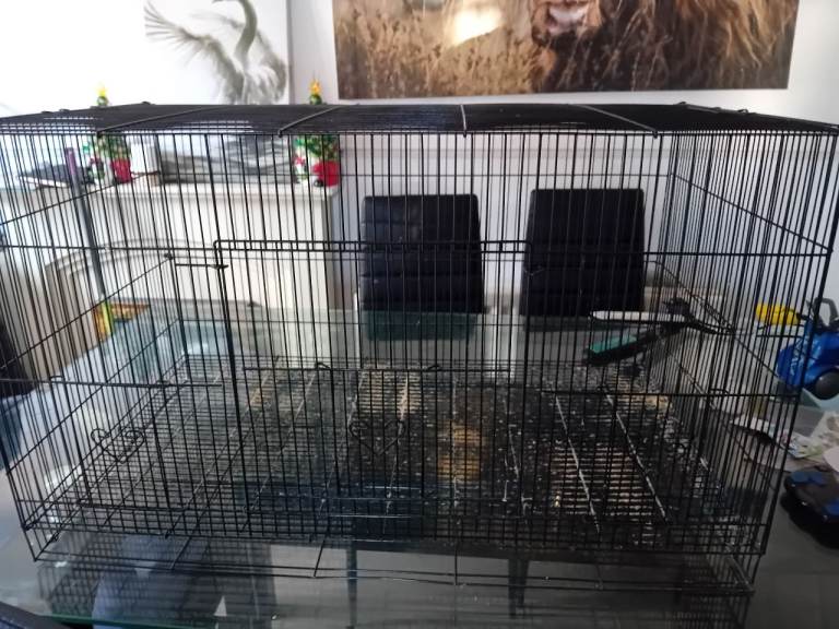 Bird cages (**edited**)
