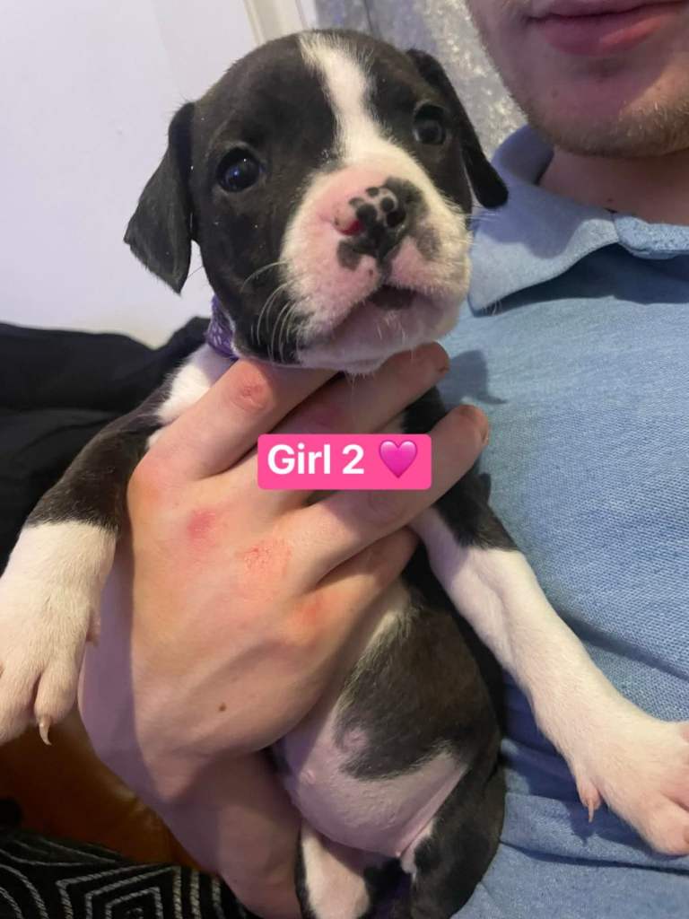 Standard American Bully’s Puppies