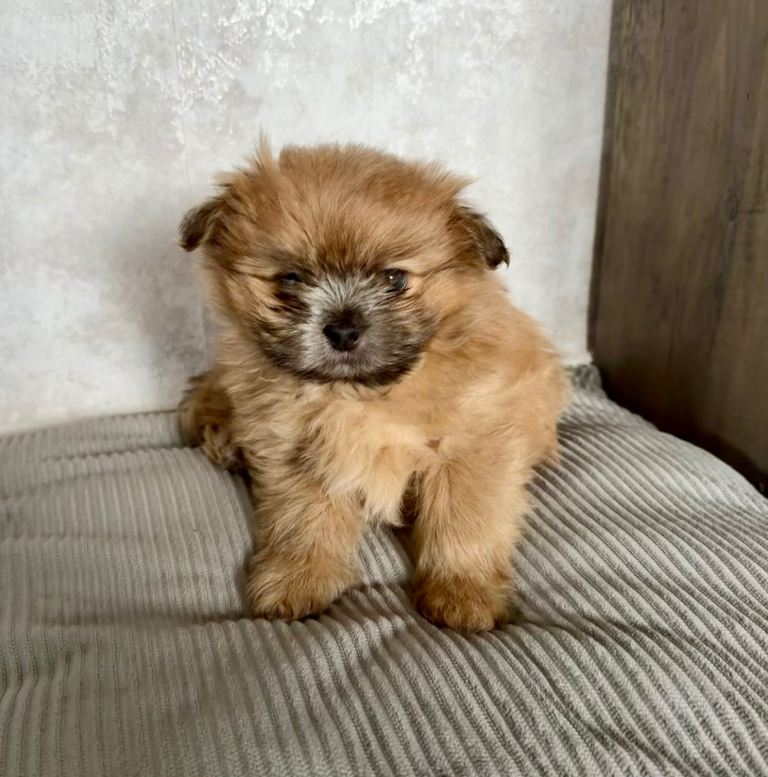 Male Puppy (Pomeranian & Shih Tzu Mix)