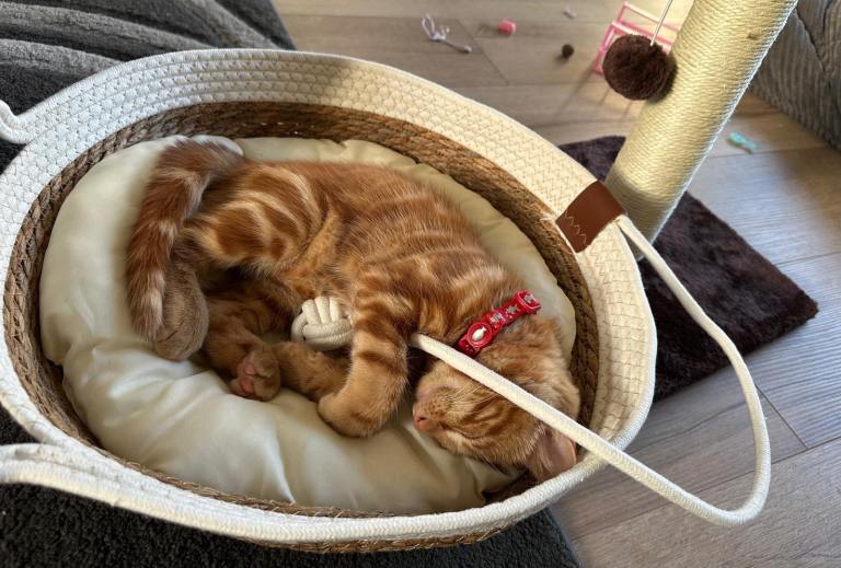 Beautiful 13-Week-Old Kitten Looking for a Loving Home
