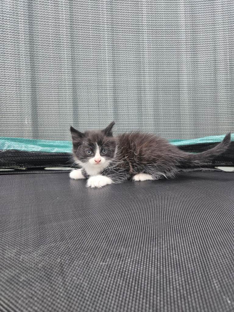 Maine coon mix kittens 