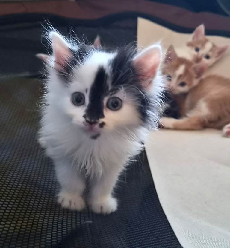 Long haired kittens 