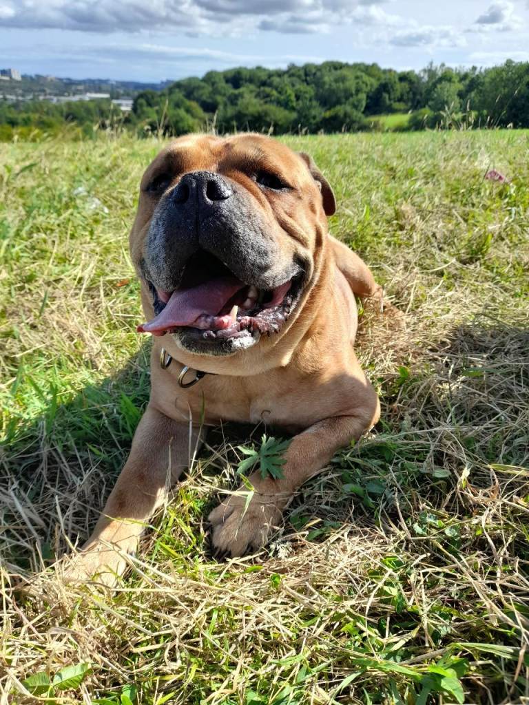 Old tyme bulldog to rehome 