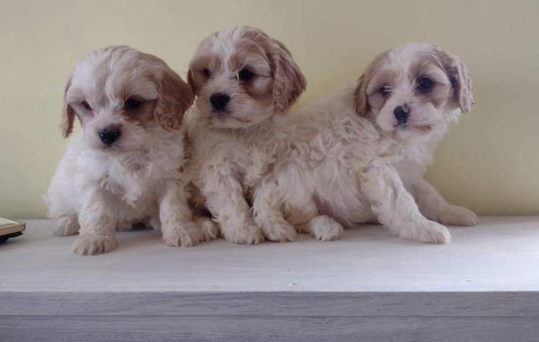 Last 2 Toy cavapoo puppies