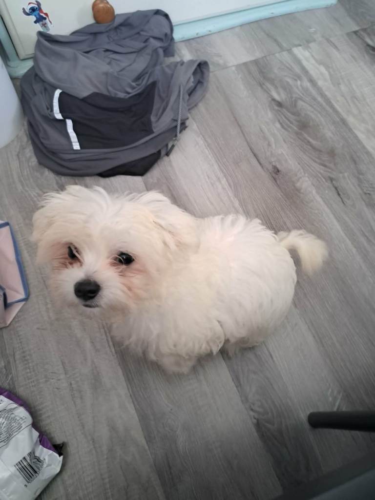 Maltese cross chihuahua 