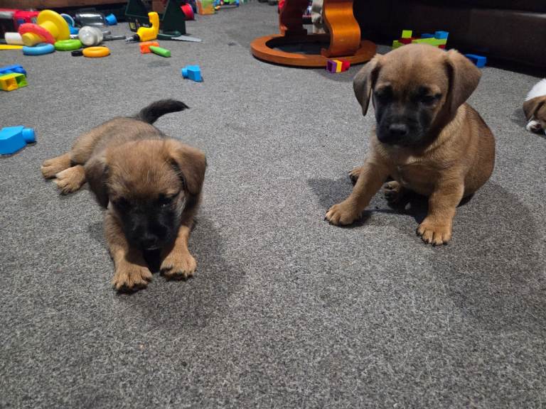 Jack Russell cross puppies