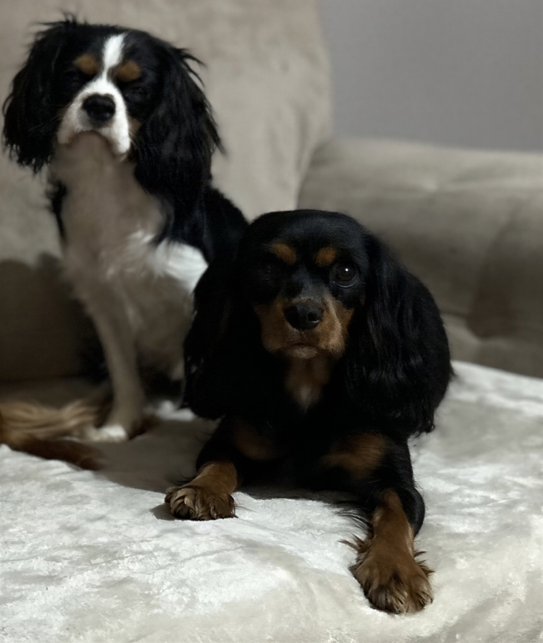 Beautiful cavalier king Charles spaniel puppies 