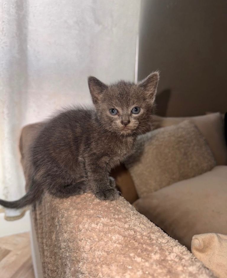 grey kitten