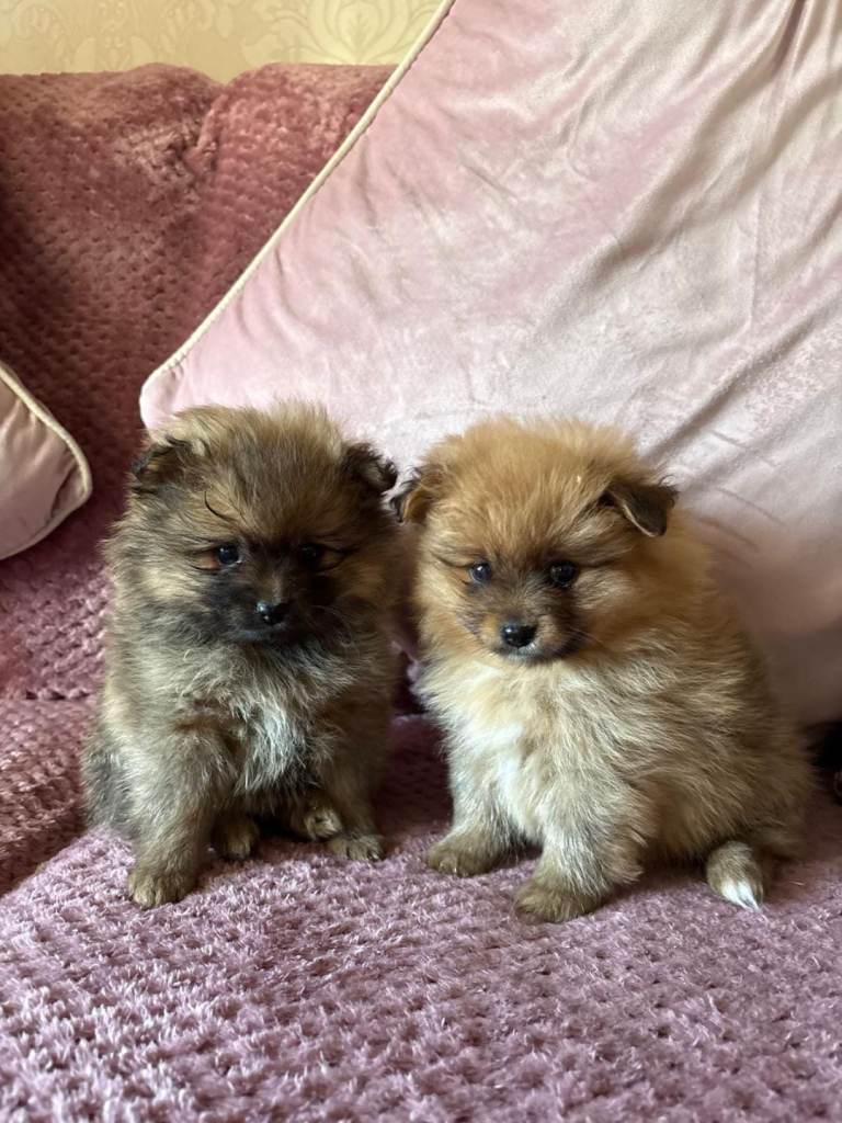 STUNNING POM PUPPIES AVAILABLE TO GO