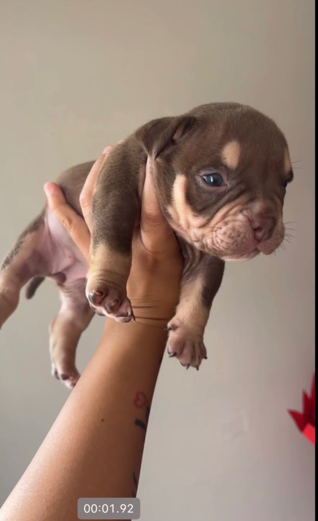 Micro bully puppy's