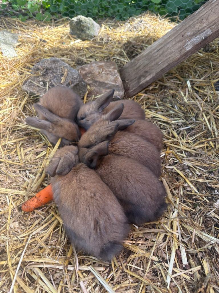 6 mini lop x! Pure grey with slight ginger
