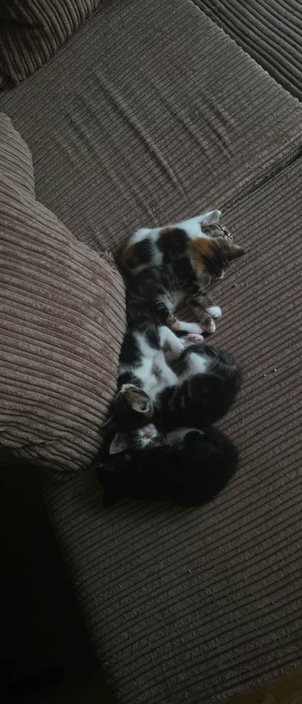 Adorable Kittens looking for a new home