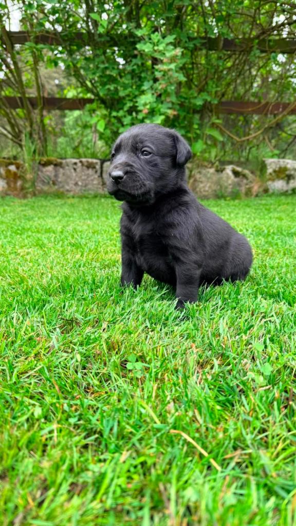 Labrador puppies 