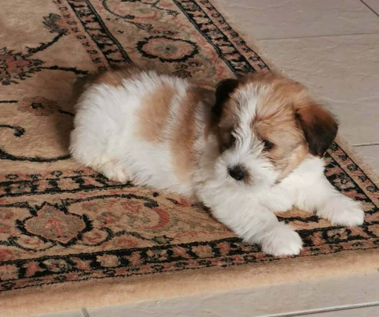 Shihtzu x jorkie puppies
