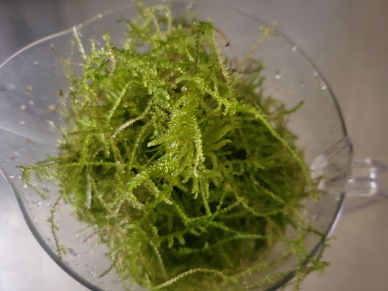Java moss plant for fish aquarium 