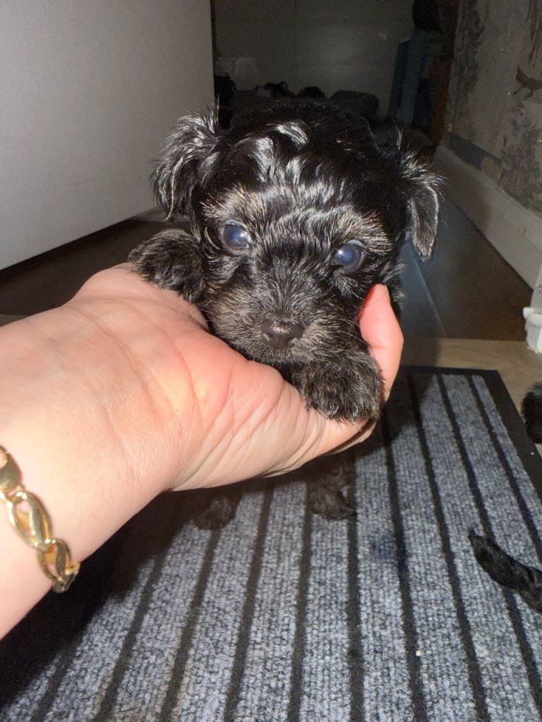 Yorkipoo puppies
