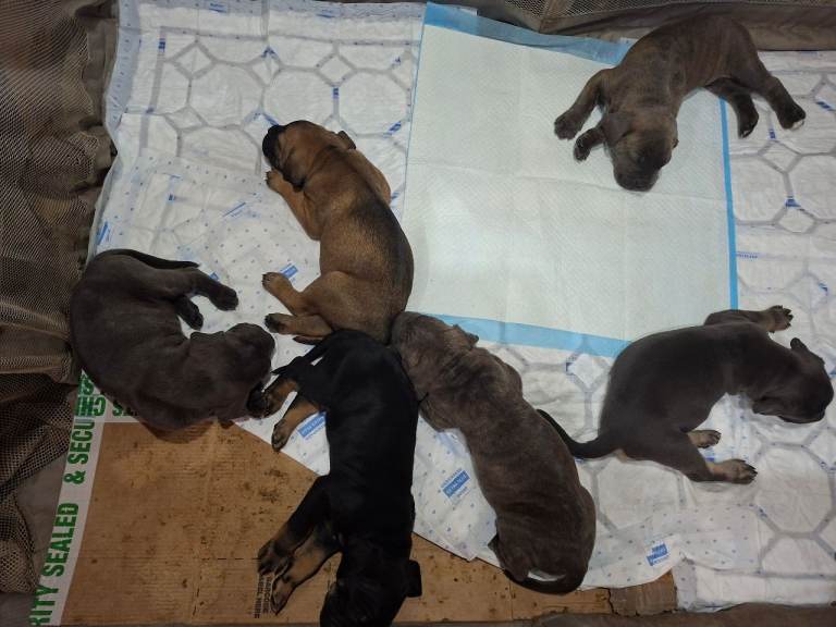 Rehoming Cane Corso