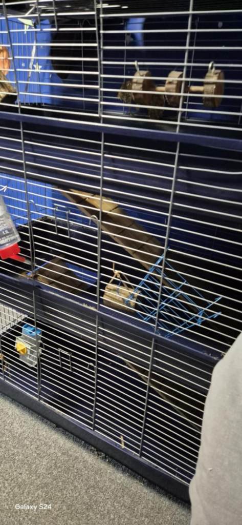 Rabbit and guinea pig cage 